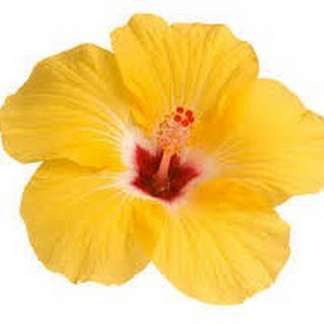 Profile picture of S Salim